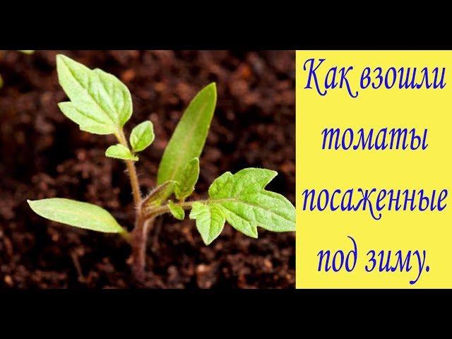 Как взошли томаты посаженные под зиму. Первые всходы. Сад и огород выпуск 220