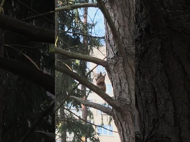 Белка в городе. 25.02.25 #белка #wild #minskbelarus #short