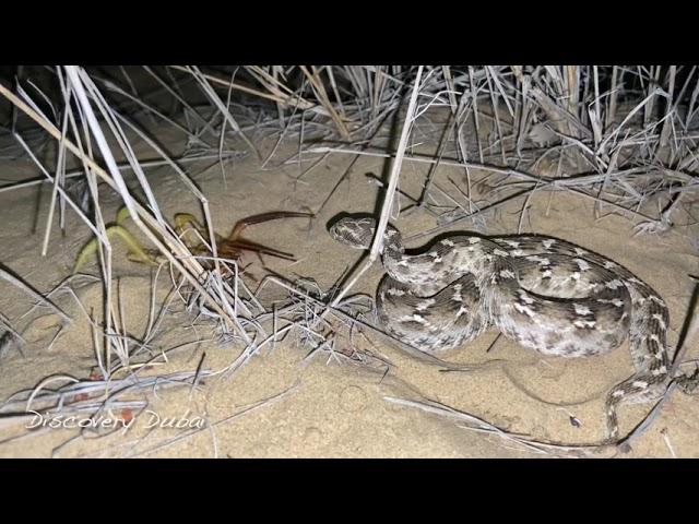 Sawscaled viper attacks Camel spider in Dubai desert