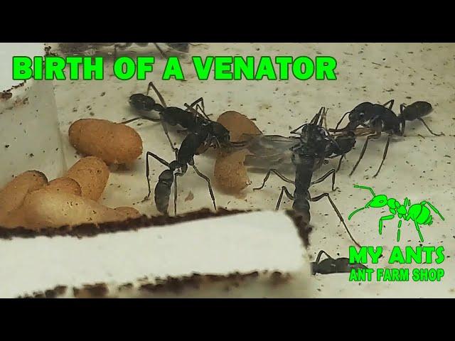 The birth of an ant Harpegnathos venator (formicarium/nest for ants)