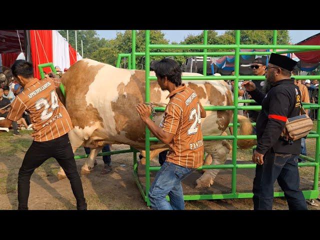 TIMBANGAN SAMPAI JEBOOL PENIMBANGAN SAPI KELAS EXTRIM KONTES APPSI LAMPUNG‼️