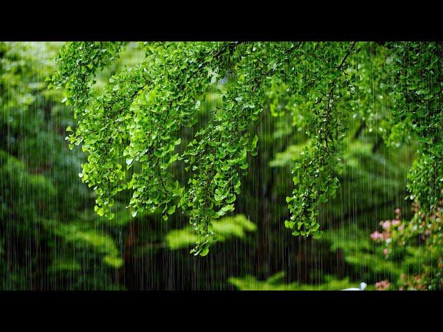 Ginkgo Leaves Changing in Autumn Rain: A Seasonal Symphony