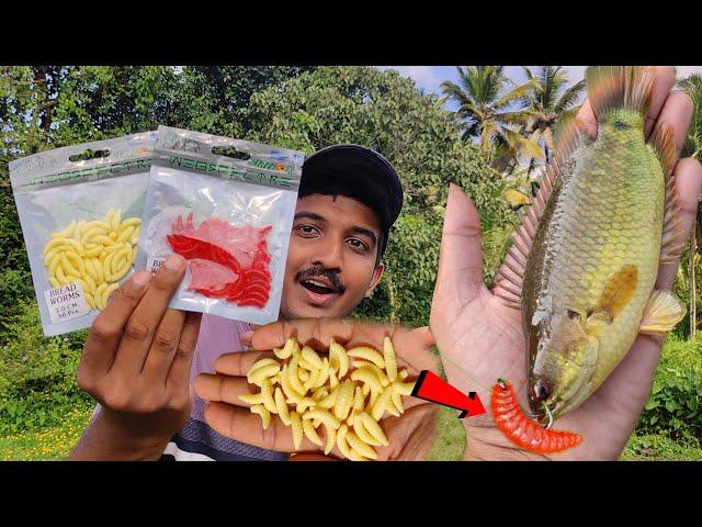 ചെമ്പല്ലി പിടിക്കാൻ 3₹ രൂപയുടെ ഈ പുഴു മതി...  | Traditional fishing | Village fishing | Fishing