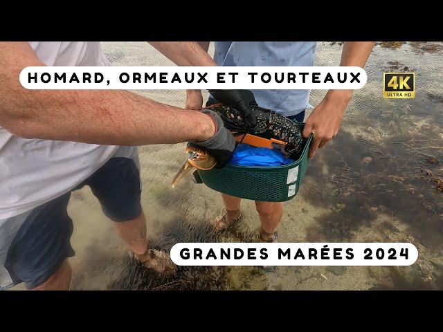 On pêche des gros crabes pendant les grandes marées ! Pêche à pied Bretagne nord