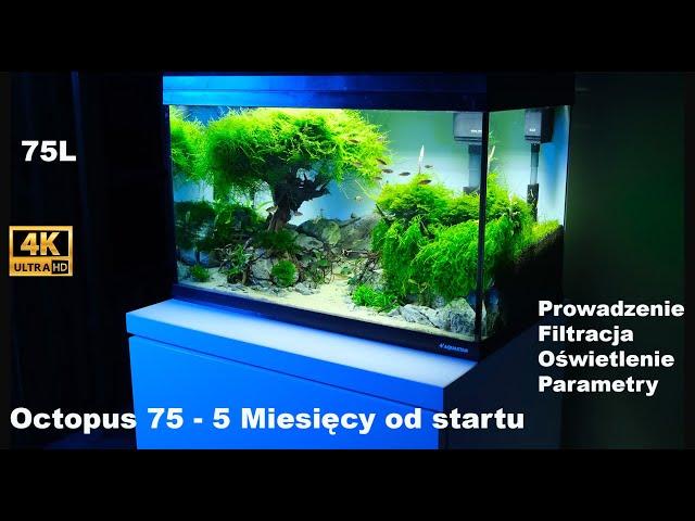 Octopus 75 - 5 miesięcy od startu