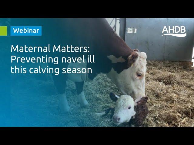 Webinar: Preventing navel ill this calving season