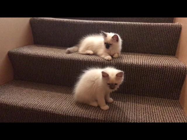 Ragdoll kittens - Котята рэгдолл играют - снова встретились - Снежинка и Лео