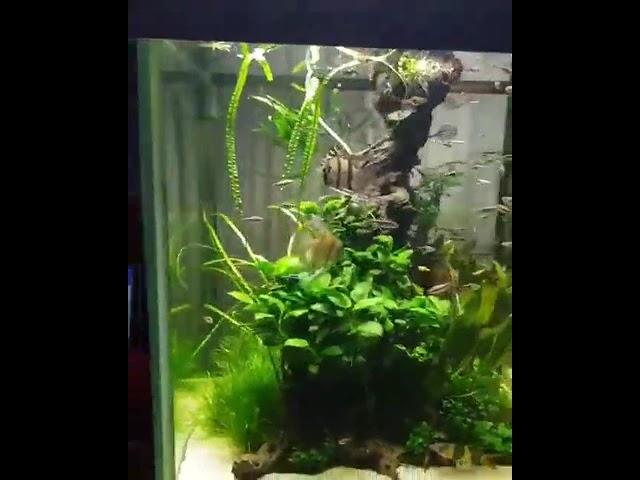 Ultimate Guide to Planted Aquarium Techniques & Tips #aquarius #aquarium #fish #fishtank #short