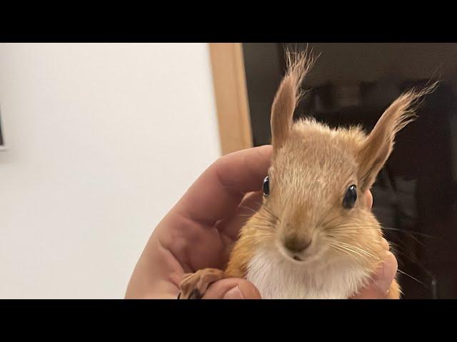 Белка Чип нашелся #funny #squirrel #youtubeshorts #funnyvideo #shortvideo #youtube