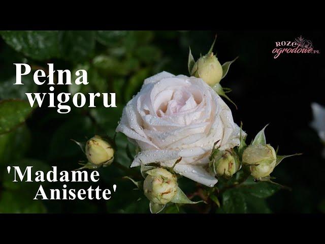 'Madam Anisette' - najmocniejsza róża z grupy Parfuma.