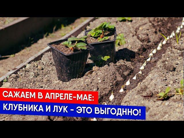 Сажаем в апреле-мае: клубника и лук - это выгоднно!