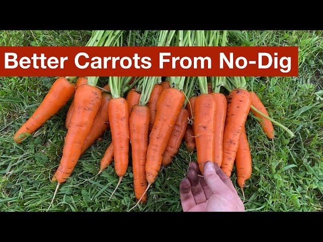 Better Carrots From No-Dig