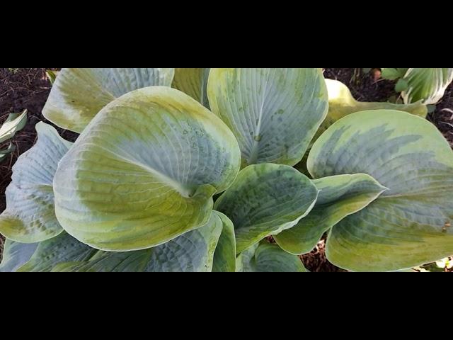 #hosta #хоста / Хоста(лат. hosta) Фрэнсис Вильямс. Классическая хоста на клумбе