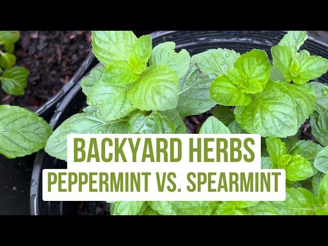 Backyard Herbs - Difference Between Peppermint and Spearmint