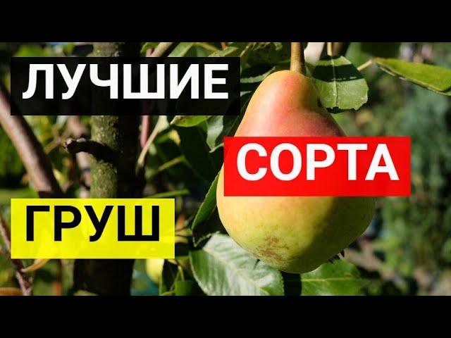 Топ 7 лучших сортов груш. Лучшие сорта груши