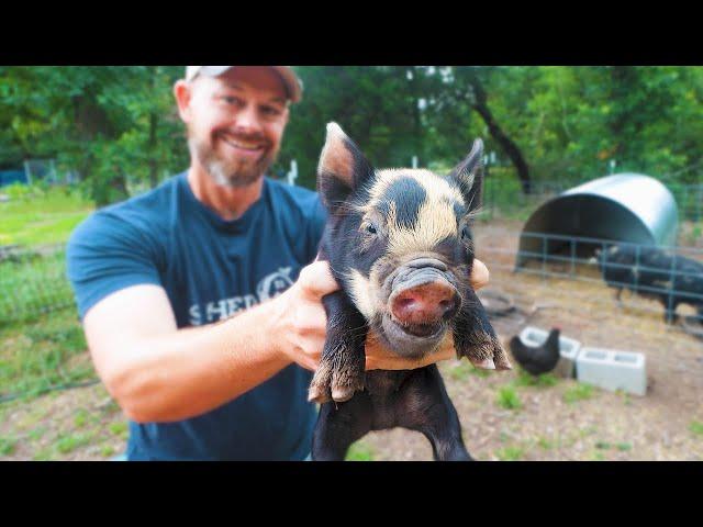 The Ultimate Guide to Raising Pigs on a Homestead