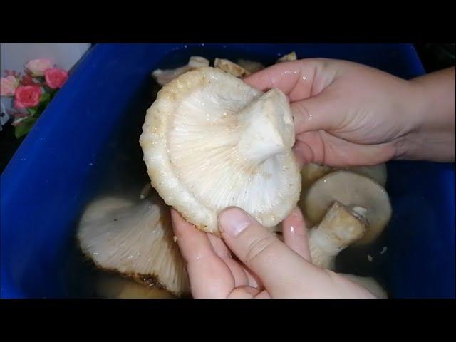 САМЫЕ ВКУСНЫЕ СЫРЫЕ ГРУЗДИ на зиму, ХОЛОДНЫМ СПОСОБОМ!