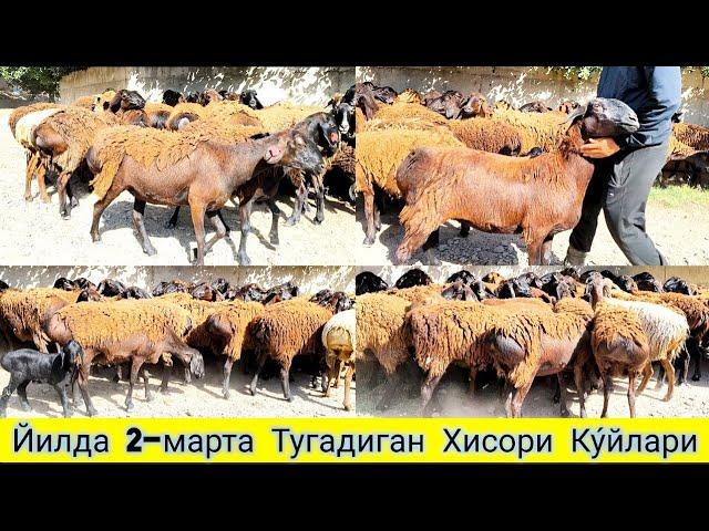 ЧУ́ПОНДАН СИФАТИДАН НАРХИ АРЗОН ХИСОРИ КУ́ЙЛАРИ КЛАСС