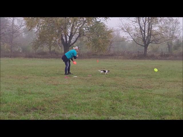 FrisbeeМанія2019   Дина чихуахуа Василиса