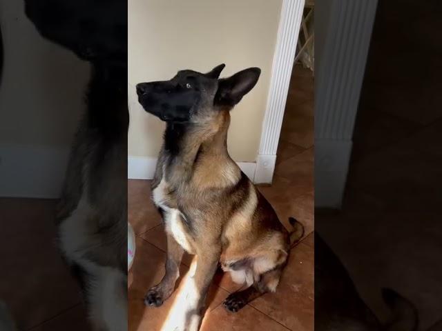 Belgian Malinois from puppy to now