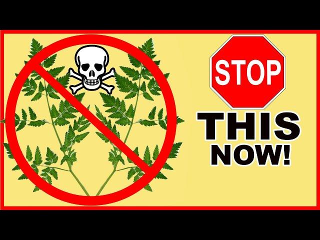 How to Control Poison Hemlock on Any Property!