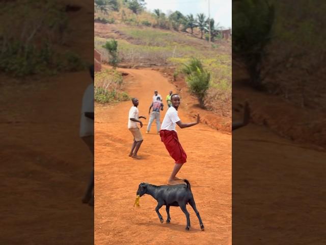 Macarena Dance with a goat  and the boys behind me  #shorts