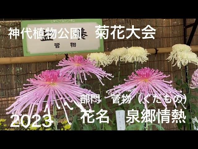 神代植物公園　菊花大会　2023 東京