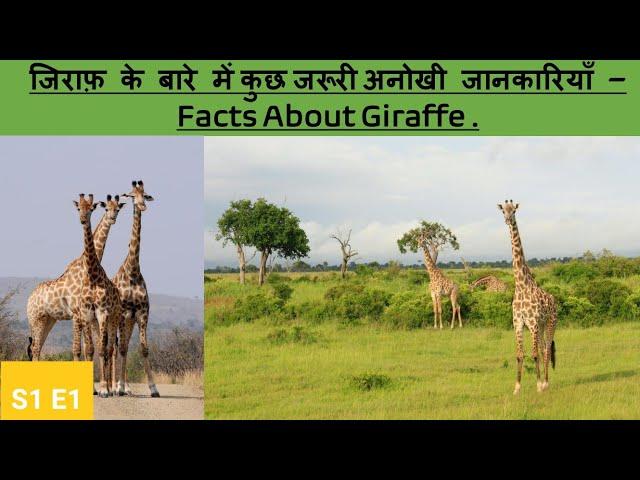 जिराफ से जुड़े कुछ अनोखी बाते! -amazing facts about giraffe -Unrythemic World special - S1E1