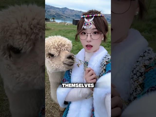 Alpaca Spitting Behavior