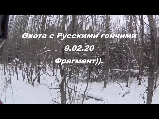 Охота с Русскими гончими на зайца  9 02 20