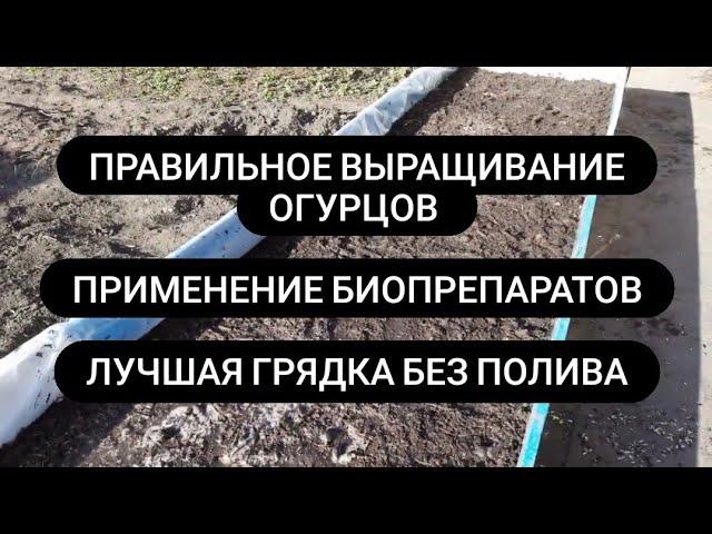 Как правильно вырастить много огурцов Грядки для огурцов