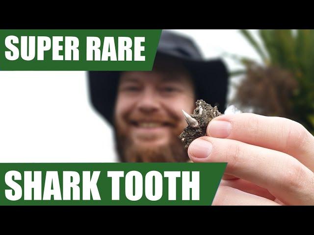 CRAZY weird shark tooth and a mystery fossil prep