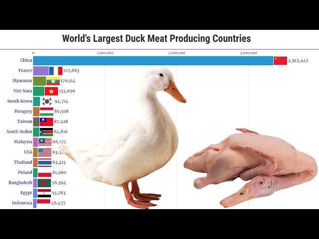 Data Is Beautiful - World's Largest Duck Meat Producing Countries (1961 - 2025)