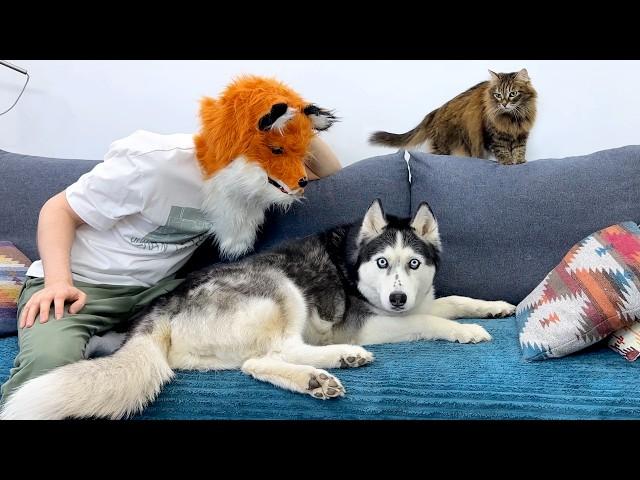 I Become a Fox When My Huskies CAN'T See! Funny Dogs and Cats Reaction