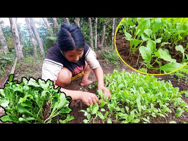 Husband & wife planting large mustard in field II Mr nati & Manjita@AloneAdhirajnepal