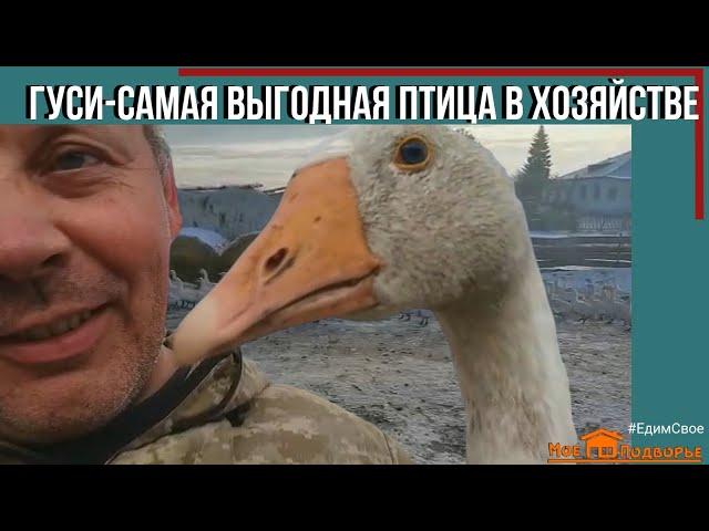 Почему ГУСИ самая выгодная птица?! "Мое Подворье"