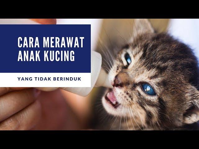 Cara Merawat Anak Kucing yang Tidak Punya Induk