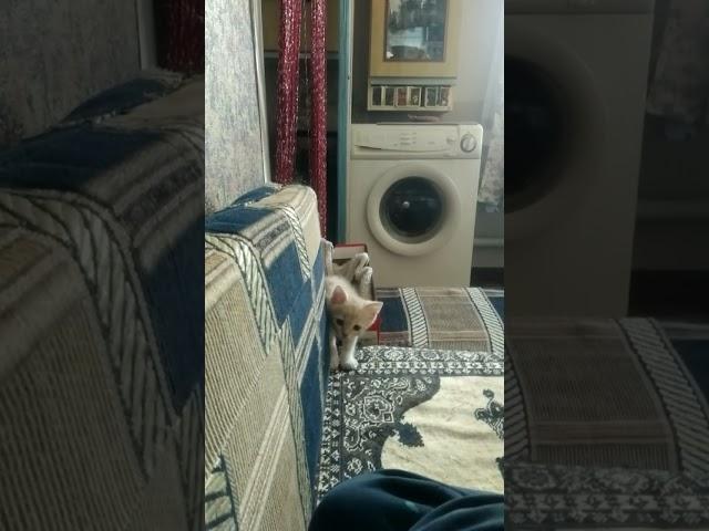 Нападение хищника на человека)