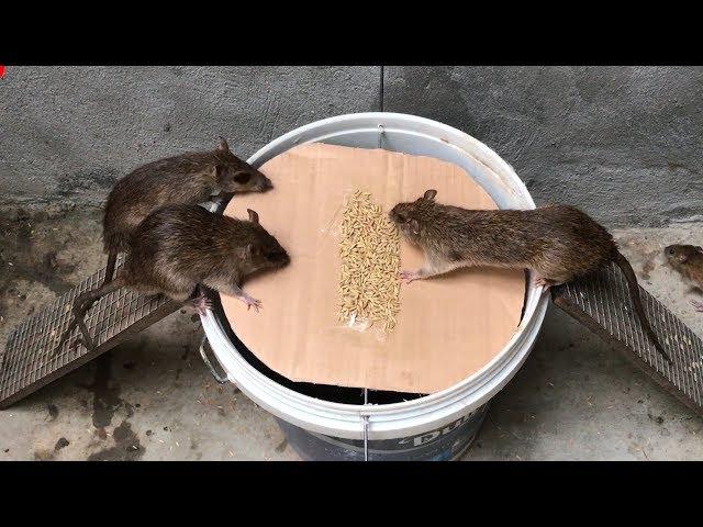 The best video I've ever seen #21 | Top 10 piège à souris électrique