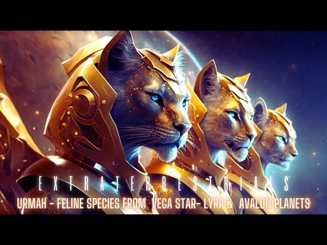 “Meet the Urmah: The Fierce and Spiritual Extraterrestrial Cat Warriors" 4k