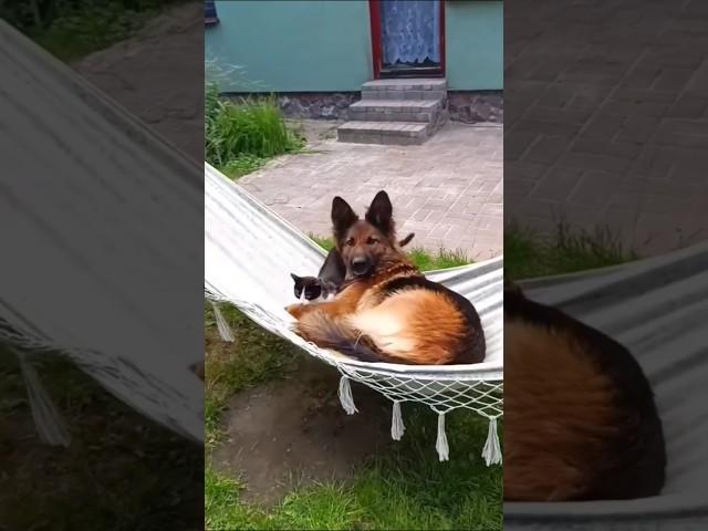 DOGS AND CATS FUNNY CUTE VIDEOS  489