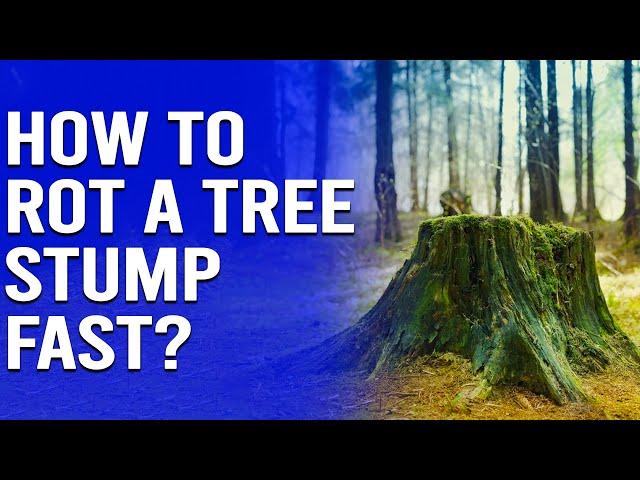 How to Rot a Tree Stump Fast - 5 Effective Methods