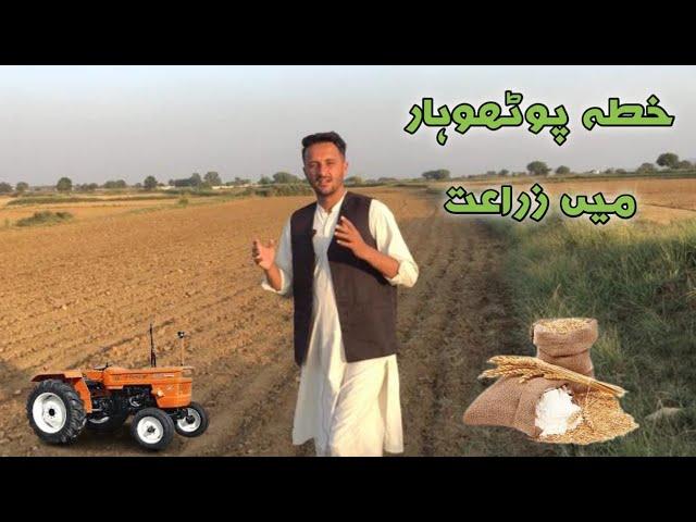 Why Agriculture Destroyed in Potohar Region And All Pakistan || زراعت