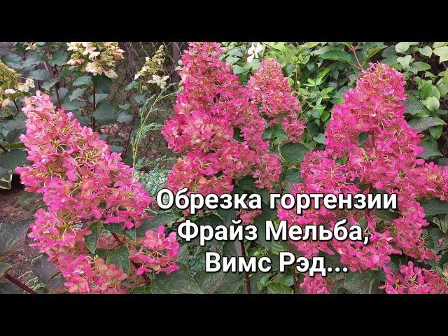 Обрезка гортензий, Фрайз Мельба, Вимс Рэд...