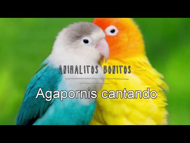 AGAPORNIS (Cantando )ESTIMULA el CANTO 