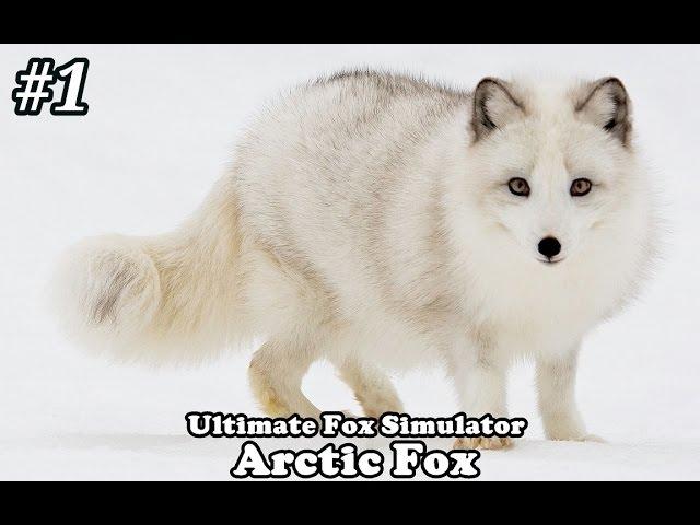 Ultimate Fox Simulator - Arctic fox with mate - Android/iOS - Gameplay Part 1