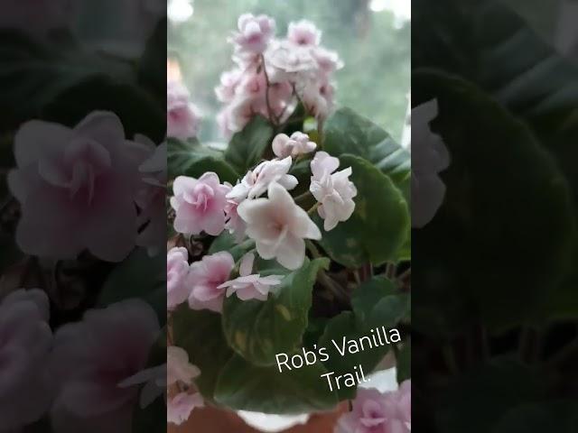 Rob’s Vanilla Trail. #сенполии #flower #домашниецветы #фиалки