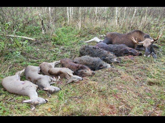 Охота на лося, кабана и косулю. Охота в Республике Беларусь, часть-1.