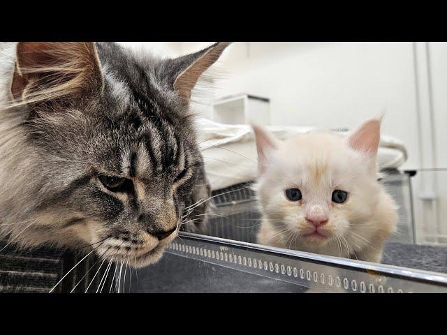 Dad Cat Meets His Kittens!