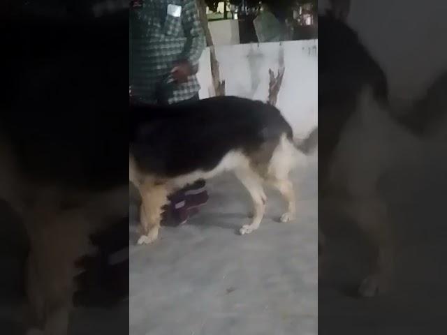 cute dog 